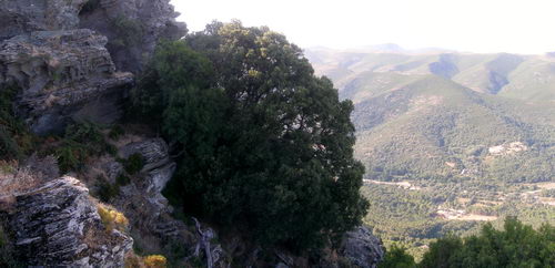 Chene_Venerable_Cagnano