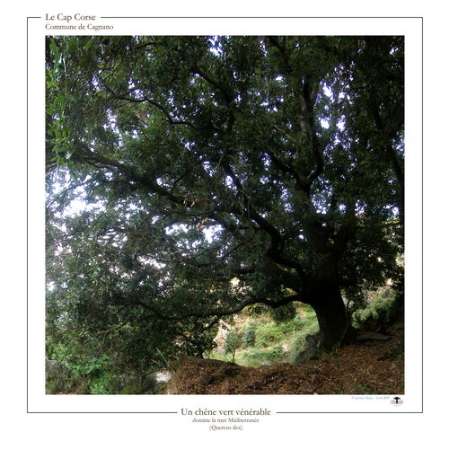 Chene_Venerable_Cagnano