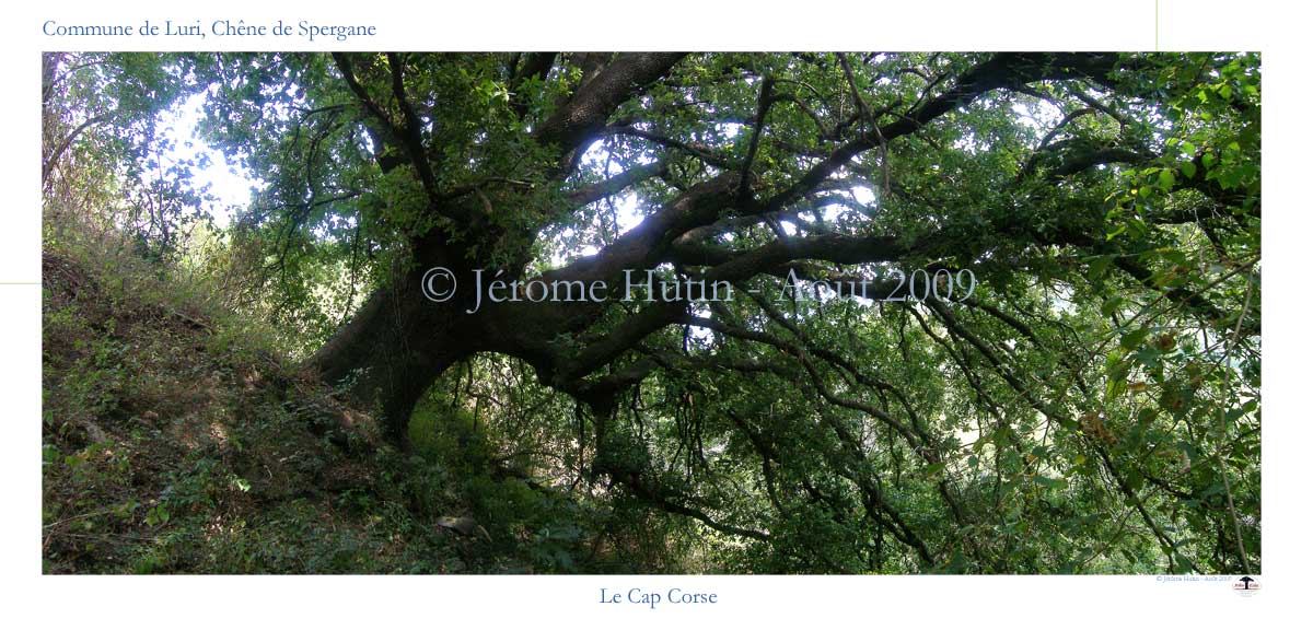 Chêne de Spergane