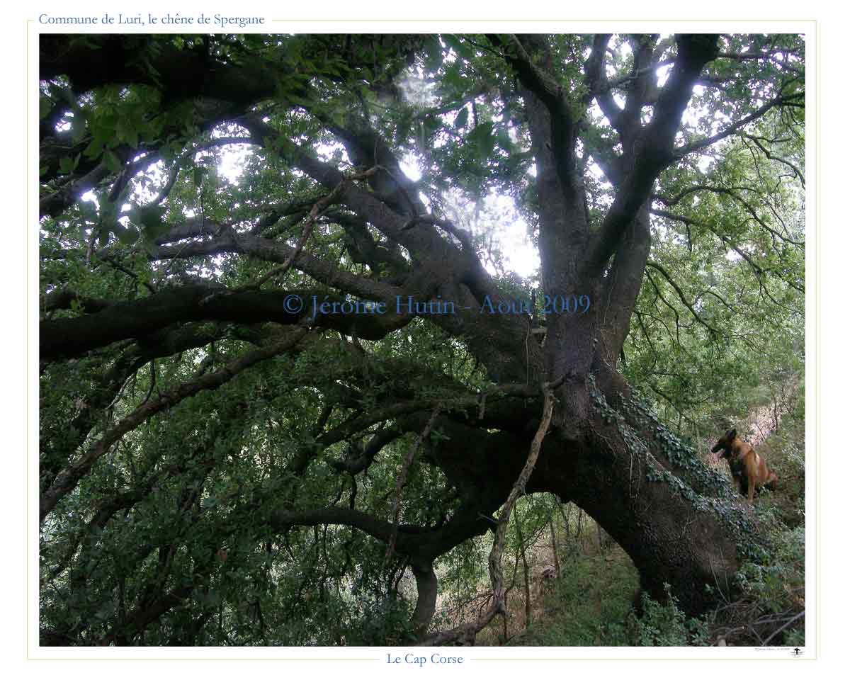 Chêne de Spergane