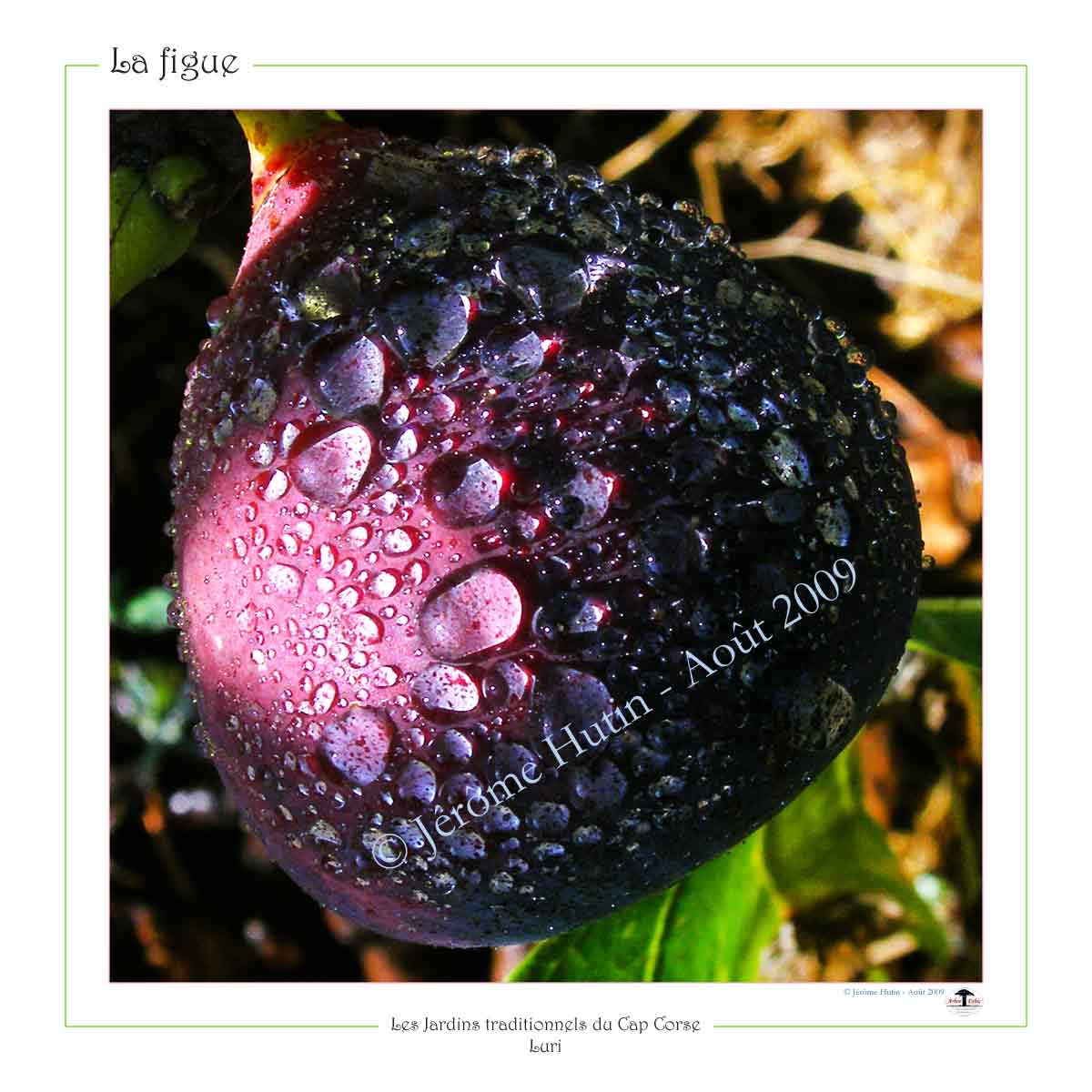 Figue