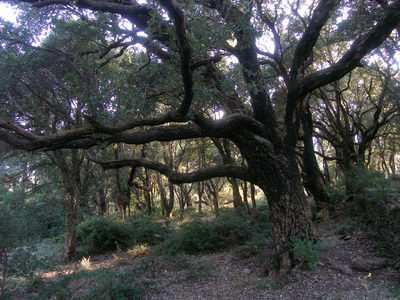 chene liège cagnano