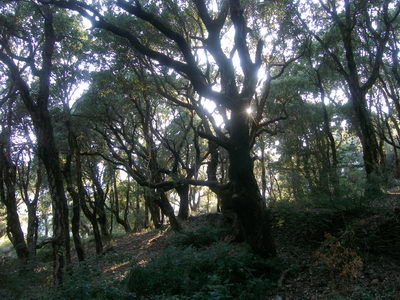 chêne liège Cagnano