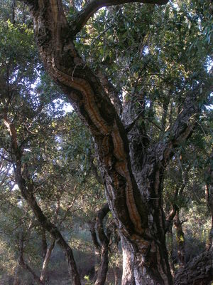 Chêne liège Cagnano