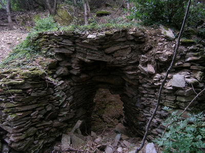 chêne liège Cagnano