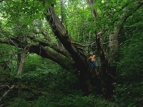 Châtaignier Cagnano - Ortali