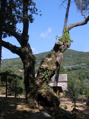 Chêne liège Cap Vert