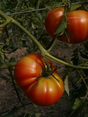 Tomates