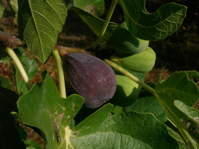 Figues