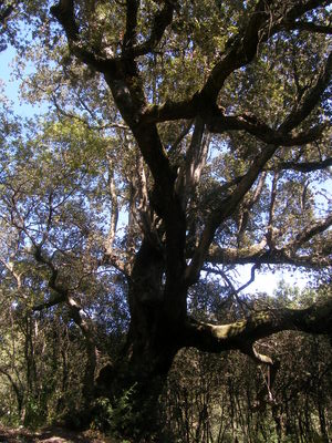Chêne de Licettu